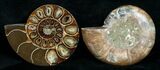 Cut & Polished Desmoceras Ammonite - #5385-1